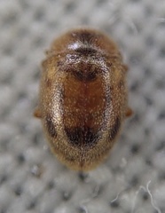 Rhyzobius chrysomeloides