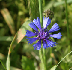 Centaurea cyanoides