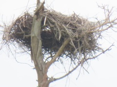 Ephippiorhynchus senegalensis