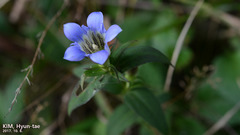 Gentiana scabra