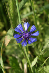 Centaurea cyanoides