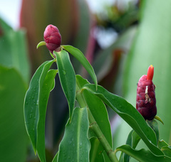 Costus woodsonii