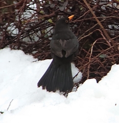 Turdus merula