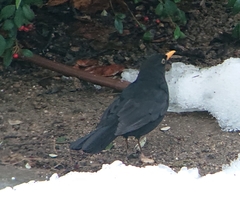 Turdus merula