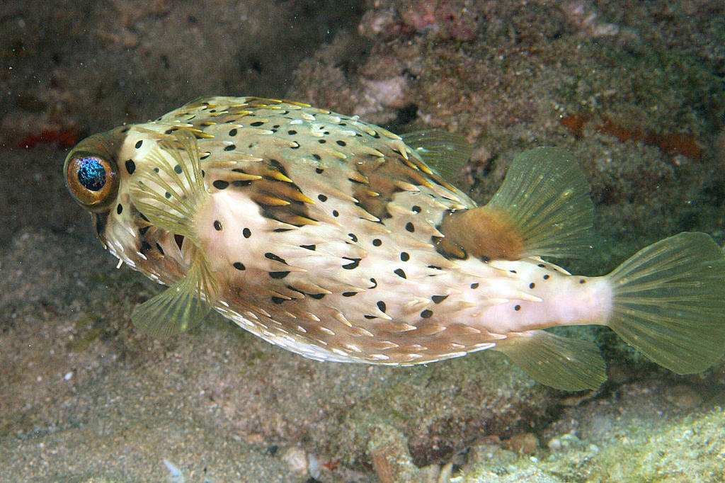 Long-spine Porcupinefish (MatBio: FISHES - Matanzas Biodiversity) ·  iNaturalist