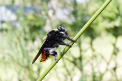 Mallophora ruficauda