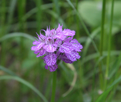 Neotinea tridentata