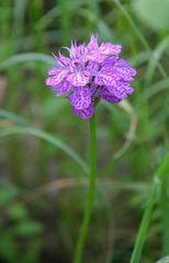 Neotinea tridentata