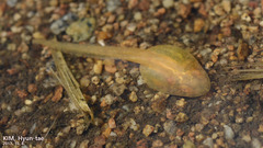 Northeast China Rough-Skinned Frog photo 3