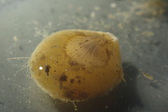 Brachiopoda