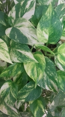 Epipremnum aureum