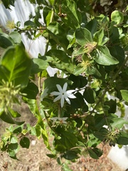 Jasminum multiflorum
