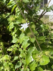 Jasminum multiflorum