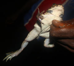Hoplobatrachus occipitalis