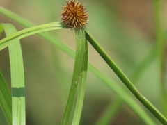 Cyperus melanospermus