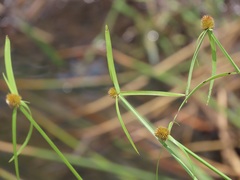 Cyperus melanospermus