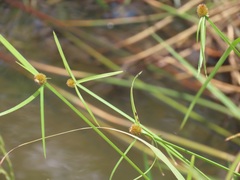 Cyperus melanospermus