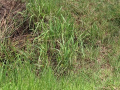 Cyperus melanospermus