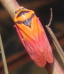 Locris areata