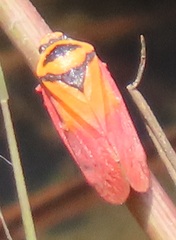 Locris areata