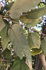 Image of Guazuma ulmifolia