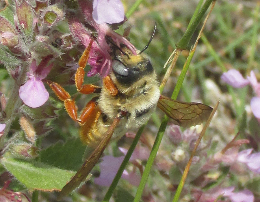 Fulvous Small-Mason