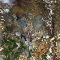 Ellisolandia elongata