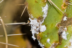 Dactylopius confusus