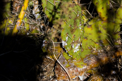 Dactylopius confusus