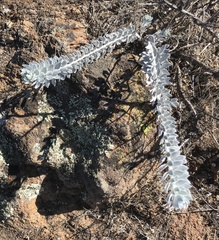 Acmispon argophyllus adsurgens