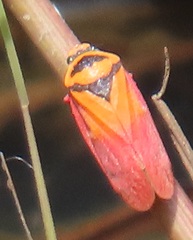 Locris areata