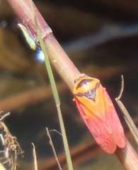 Locris areata