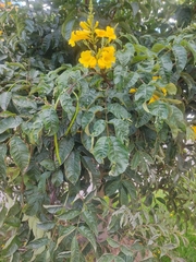 Tecoma stans