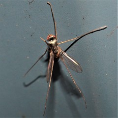 Dactylomyia lateralis