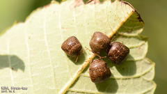 Megacopta punctatissima