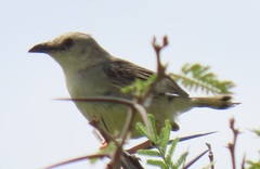 Cisticola natalensis