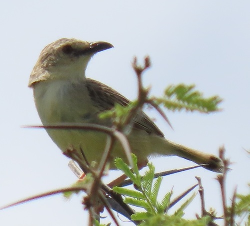 Croaking Cisticola