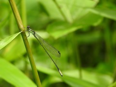 Pseudagrion kibalense