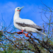 Indo-Pacific Red-footed Booby - Photo (c) Susan K Bryan, some rights reserved (CC BY-NC), uploaded by Susan K Bryan
