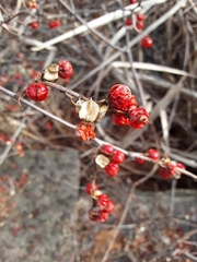 Celastrus orbiculatus