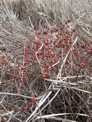 Celastrus orbiculatus