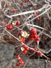 Celastrus orbiculatus