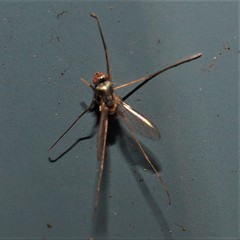 Dactylomyia lateralis
