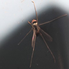 Dactylomyia lateralis