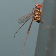 Dactylomyia lateralis