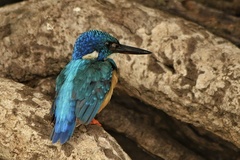 Alcedo semitorquata