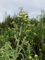 Helichrysum foetidum