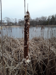 Typha