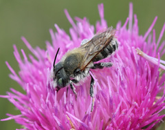 Osmia signata
