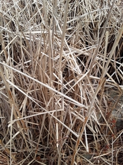 Typha